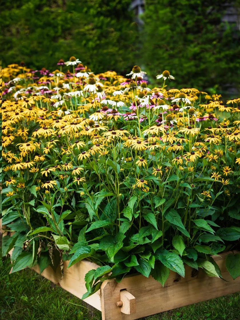 Farmstead Cedar Raised Garden Beds, 2' - Image 7