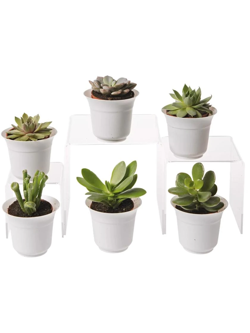 Succulent Terrarium Plant Collection, Set Of 6