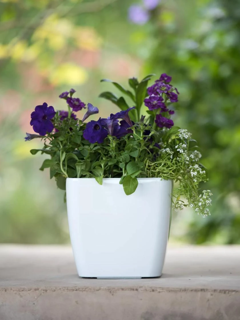 Viva Square Self-Watering Planter, 7" Diameter - Image 4