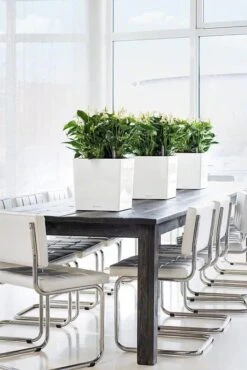 Lechuza® Cube Premium Planters