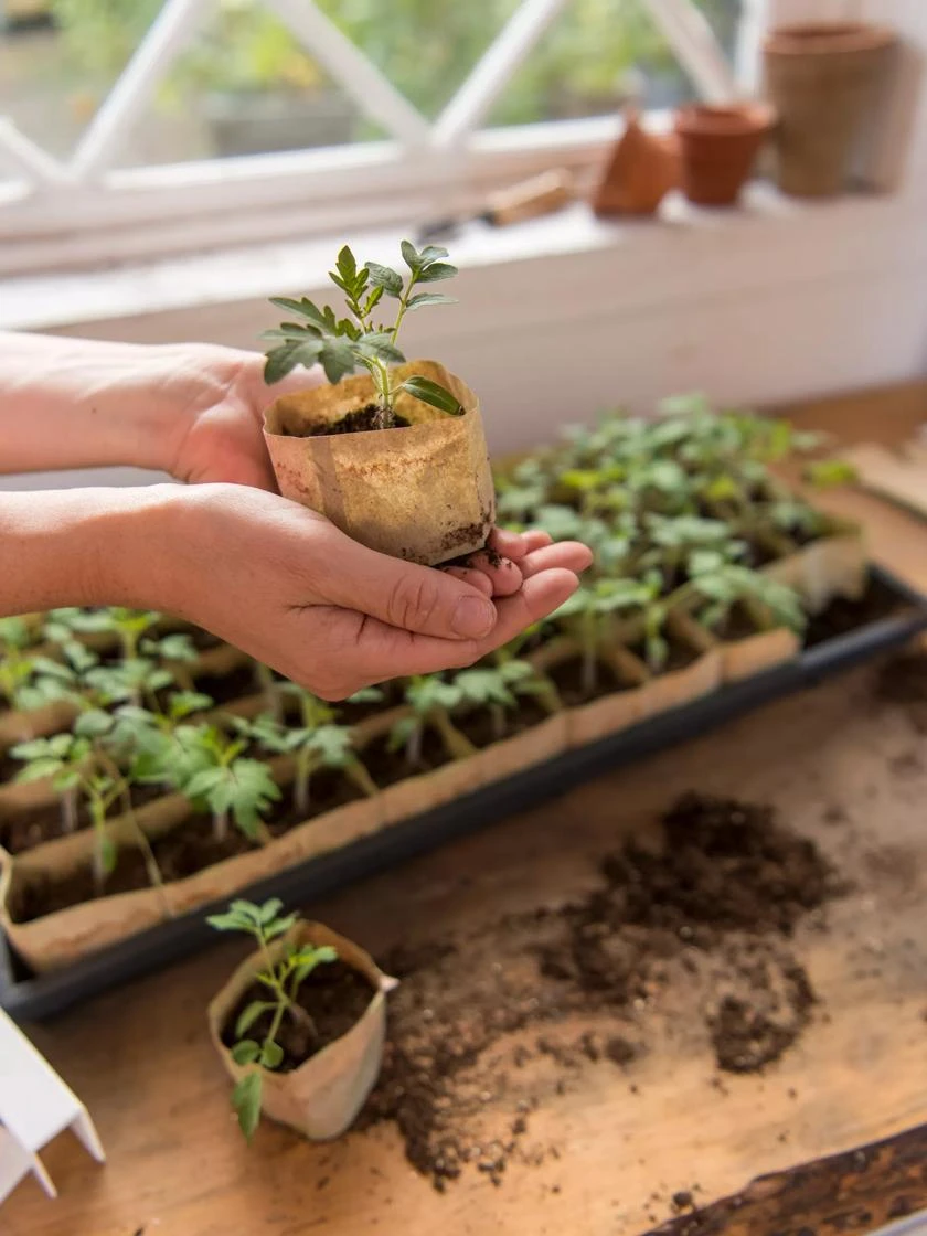 Paper Pots, 50 Cell - Image 6