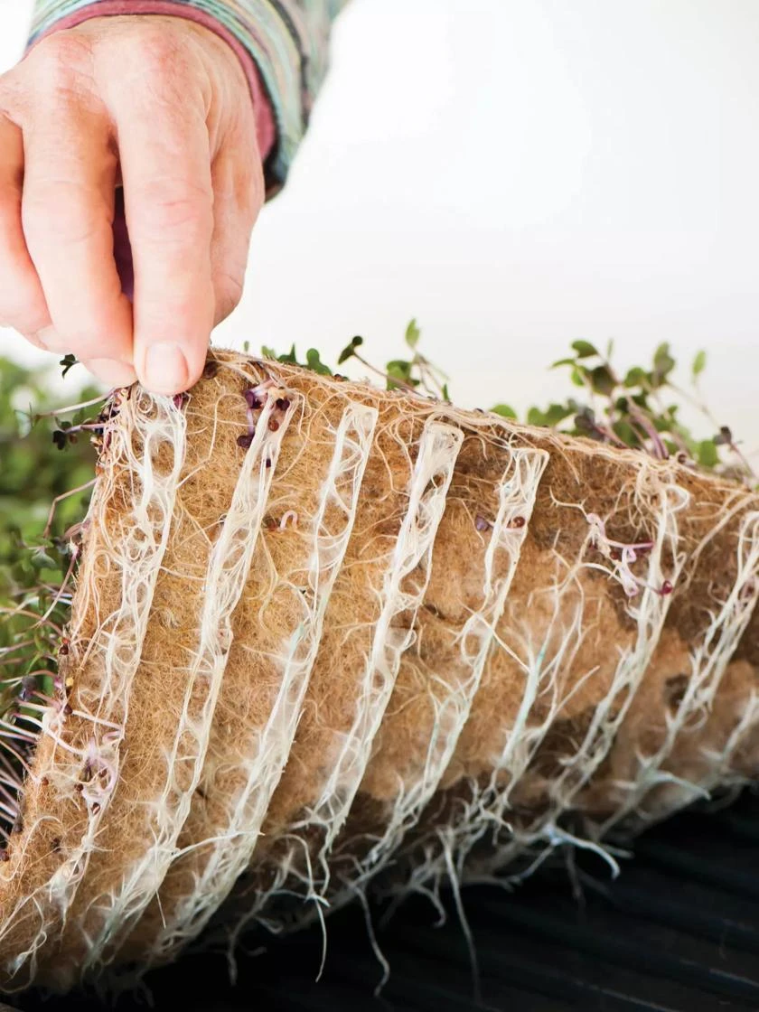 Jute Microgreen Starter Set - Image 4